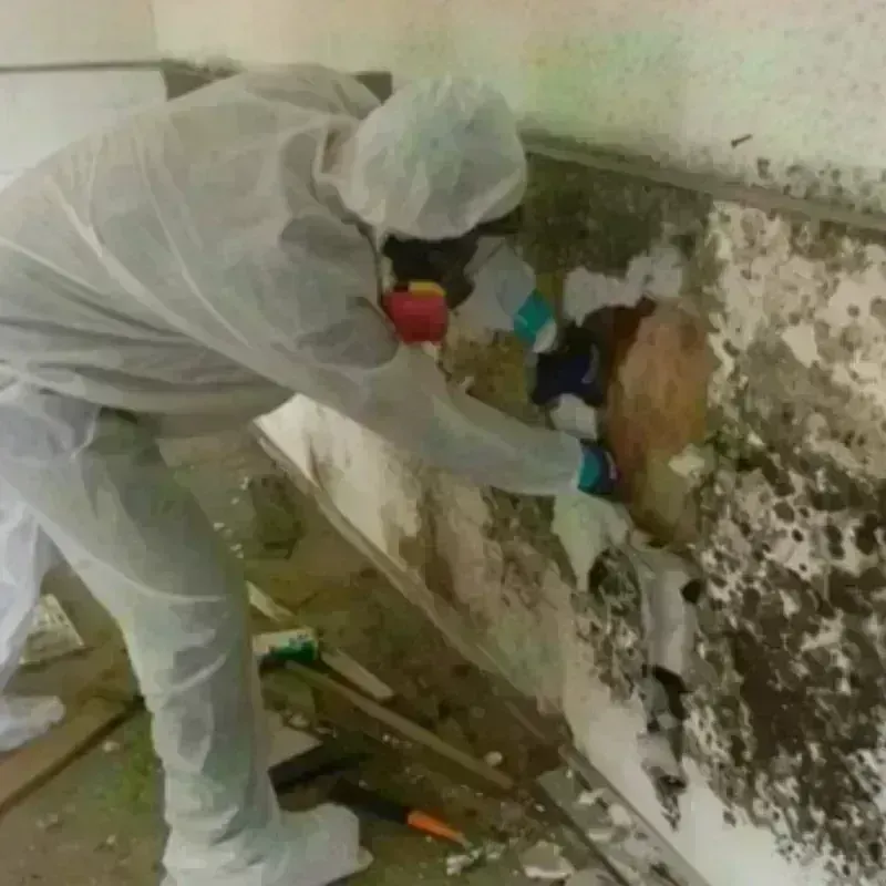 Mold Remediation and Removal in Peabody, KS